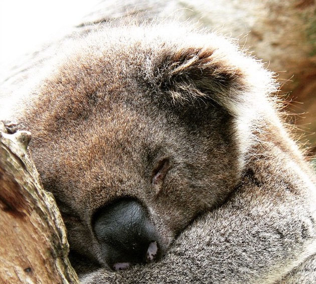 koala, Phillip Island, Victoria, Australia. Photo: PhillipIslandNP
